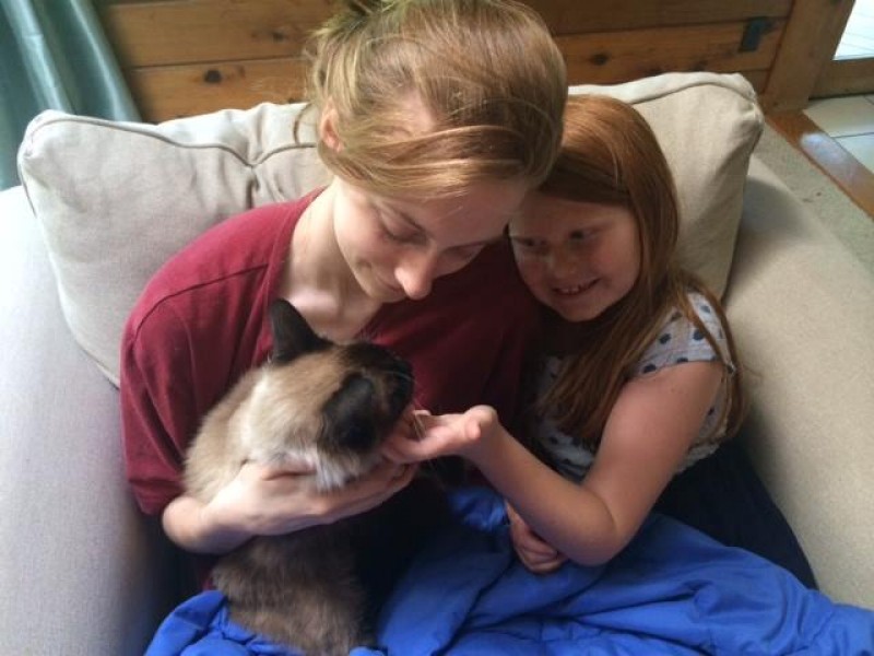 After bumming around Hawaii for almost two years, Bogie the cat is safely at home in Michigan with his family, who had abandoned all hope of finding their beloved pet.